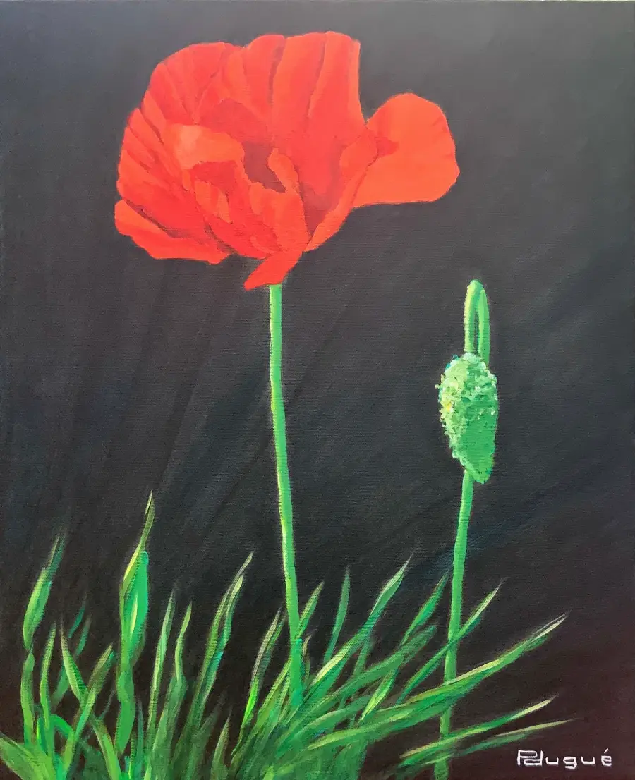 Coquelicot