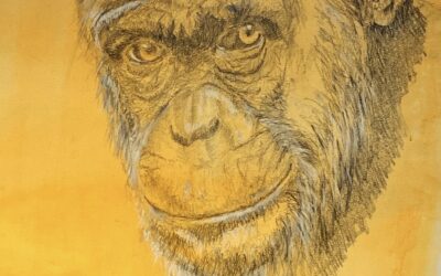 Chimpanzé