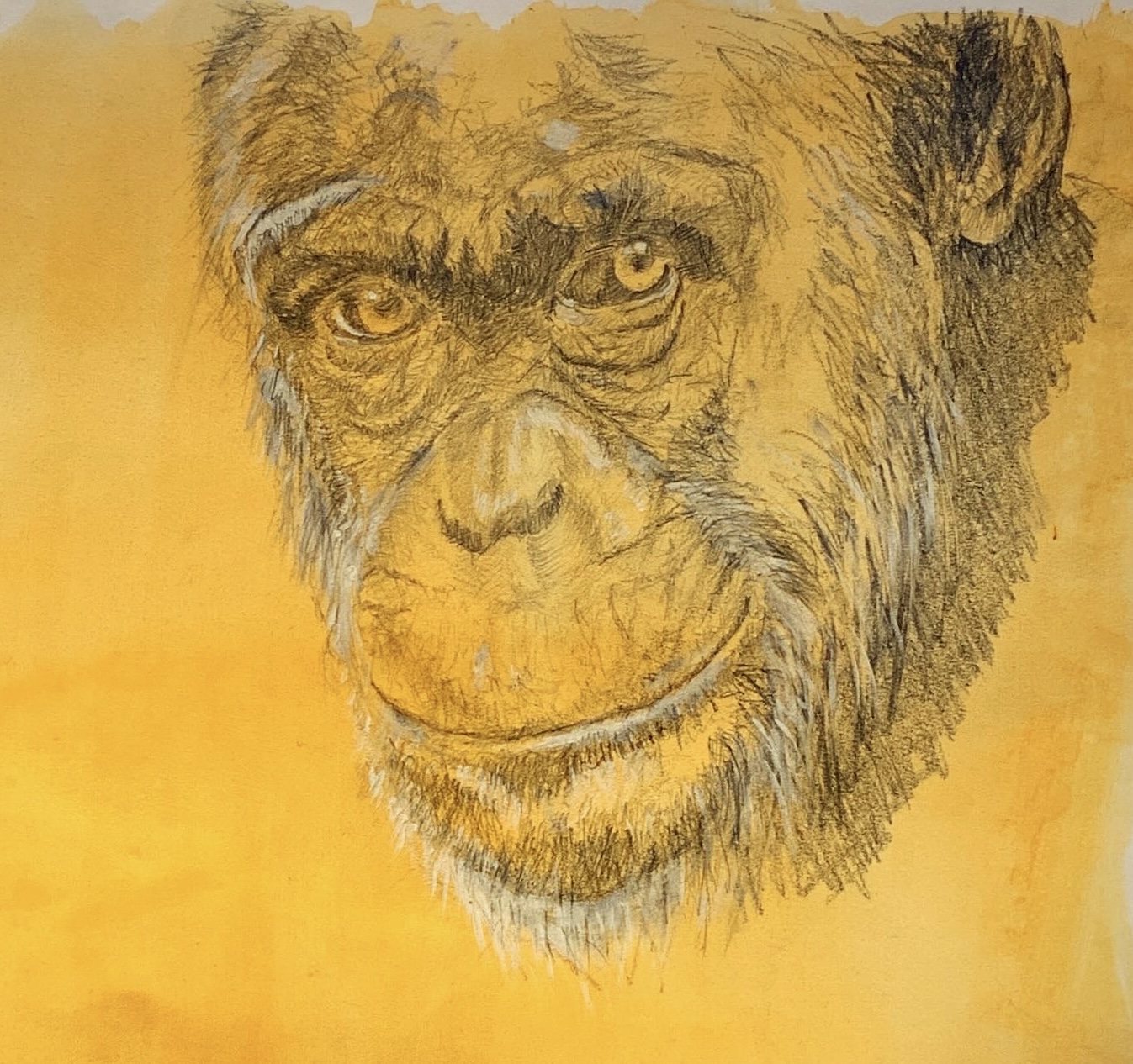 Chimpanzé